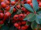 bacche_rosse