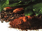 cacao1.jpg