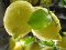 crema-al-limone