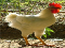 pollo.jpg