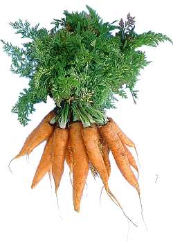 Dolce alle carote e granella di nocciole