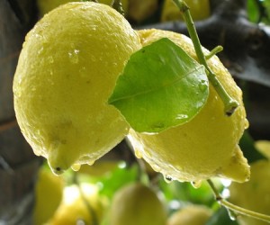 crema-al-limone