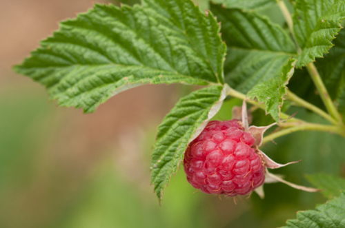 I frutti di bosco: il lampone