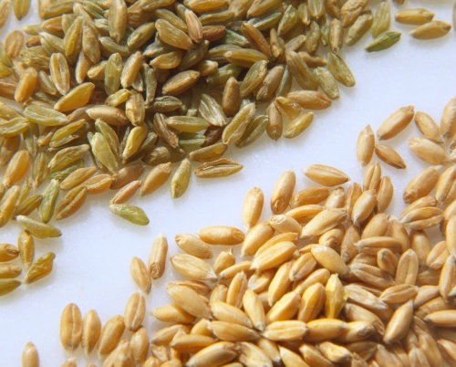 Il farro, antico cugino del grano