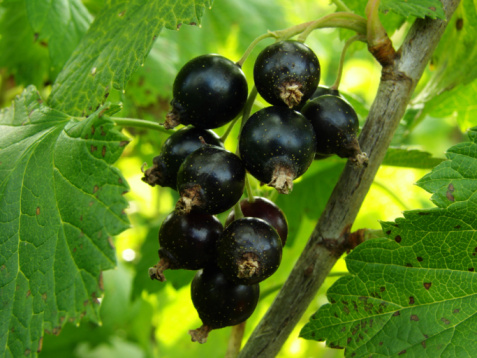 Ribes nero