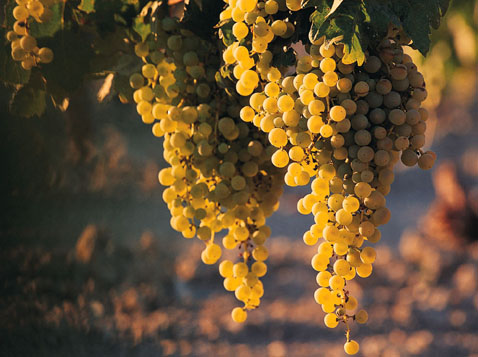 Uva, energetica sorgente di zucchero e di vino