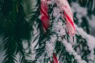 Natale, i biscotti Candy cane per bambini Natale, i biscotti Candy cane per bambini