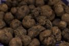 Il tartufo, un fungo perfetto anche per i dolci, alcune idee Il tartufo, un fungo perfetto anche per i dolci, alcune idee