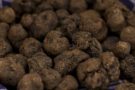 Il tartufo, un fungo perfetto anche per i dolci, alcune idee